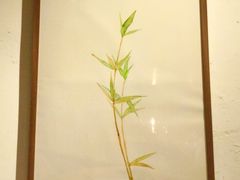 -柴务处·柴犬主题狗咖