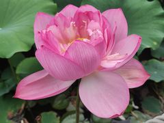 -陈家山荷花公园