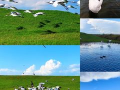 -黑龙江扎龙生态旅游区