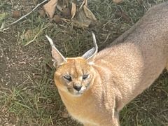 -西霞口神雕山野生动物世界