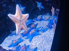 -贝林大翅鲸简餐厅(国家海洋博物馆店)