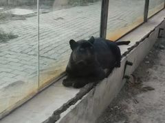 -新疆天山野生动物园