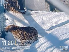 -横道河子东北虎林园