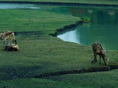 -溱湖国家湿地公园