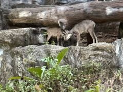 -清迈夜间动物园