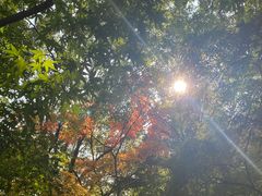 -秋霞圃