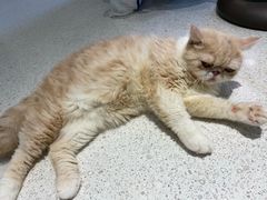 -飞行喵MR PILOT|猫舍·猫咖(静安大融城店)