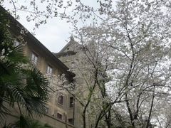 -武汉大学-樱园