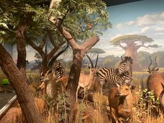 -陕西自然博物馆