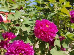 -国家植物园南园