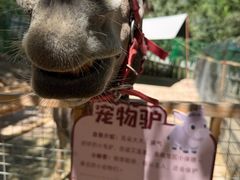 -青藏高原野生动物园