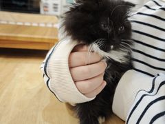 -楼上猫咖(罗湖店)