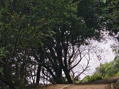 -龙坞茶村