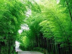 -蜀南竹海景区