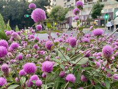 -四海公园(南山区)