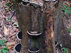 -武吉知马自然保护区