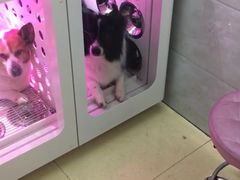 -宠屋宠物美容店