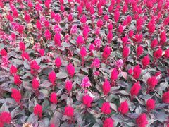 -苏州河梦清园环保主题公园