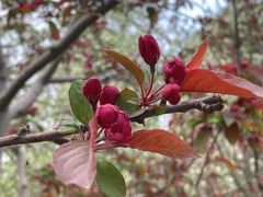 -元大都城垣遗址公园