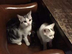 -AOE 火焰 剧本密室狼人杀