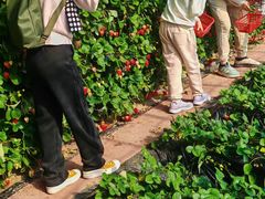 -大自然农场蔬菜草莓采摘园