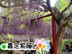 -嘉定紫藤园