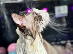 -瑞派紫金宠物医院24小时·骨科·中兽医·重症转诊中心(番禺大石院)