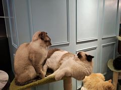 -遇见羊驼·奶狗咖·布偶猫咖·法斗柯基柴犬阿拉斯加(春熙路太古里IFS店)