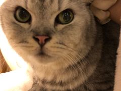 -猫咪派对(江南西店)