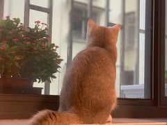 -东方名猫馆·英短金渐层布偶猫舍(环线广场1号楼店)