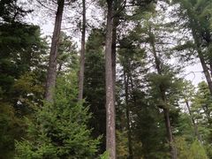 -五营红松林海景区