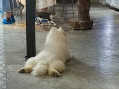 -more than meow吴止猫主题餐厅(承德 中船汇店)