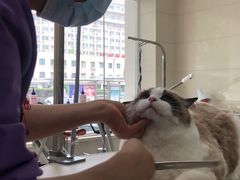 -北京观赏动物医院·24小时大型综合·猫专科·异宠专科