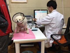 -北京观赏动物医院·24小时大型综合·猫专科·异宠专科