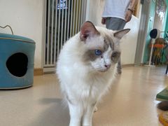 -猫在这儿猫咪咖啡馆·撸猫馆