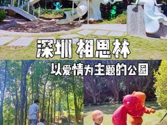 -银湖山郊野公园-相思林