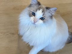 -有喵·猫咖·狗咖·40+猫狗有小奶狗(岗厦店)