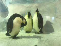 -海合安成都极地海洋公园