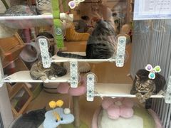 -Punchline Coffee&Roaster(同济大学店)