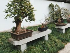 -上海醉白池公园