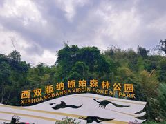 -西双版纳原始森林公园