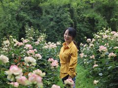 -鹅湖玫瑰文化园