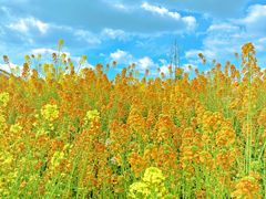 -中国天府农业博览园