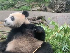 -都江堰中华大熊猫苑