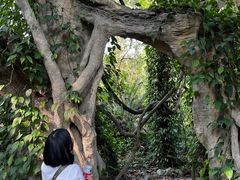 -广西壮族自治区药用植物园