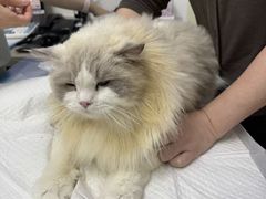 -美联众合动物医院·24h转诊中心