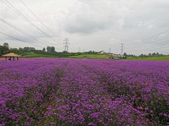 -紫颐香薰山谷景区