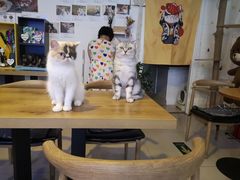 -平行世界·猫咖(首经贸店)