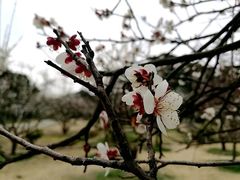 -香雪海