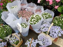 -三圣花乡旅游区